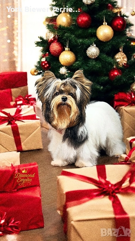 Йорк мини момче! Това чудо може да бъде ваше още днес!, снимка 1