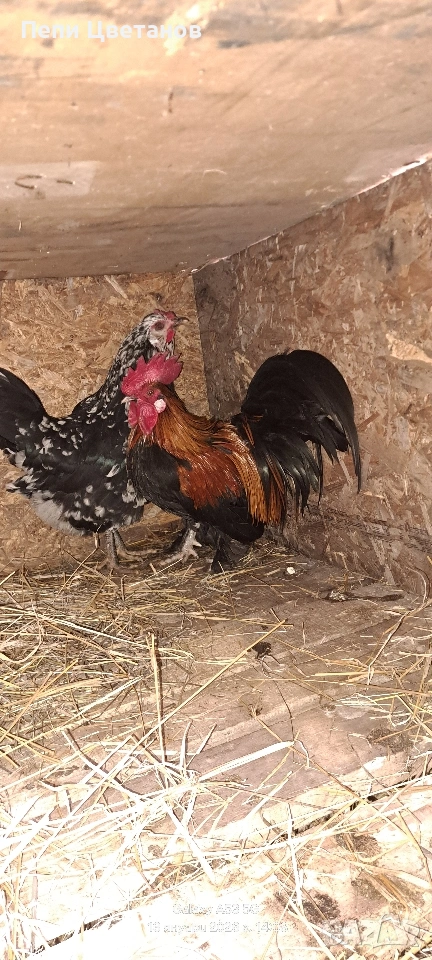 Джинки, снимка 1