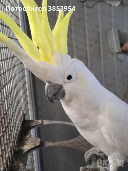 Жълтокачулато какаду , снимка 1
