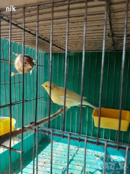 Канарче"Орфей", снимка 1