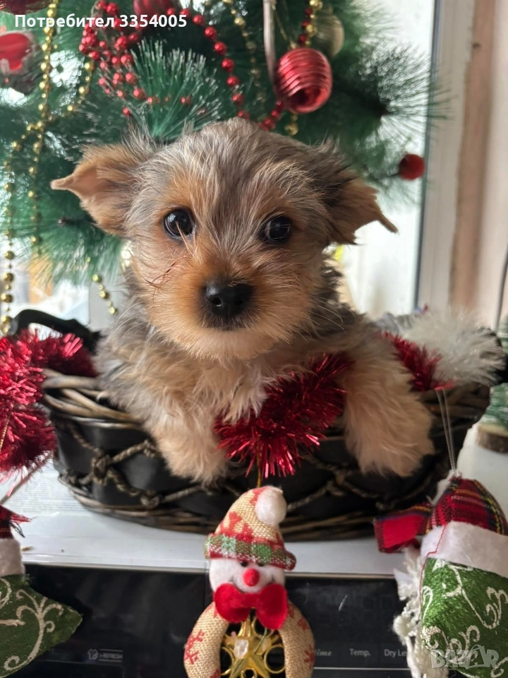 Мъжко йорки супер подарък , снимка 1