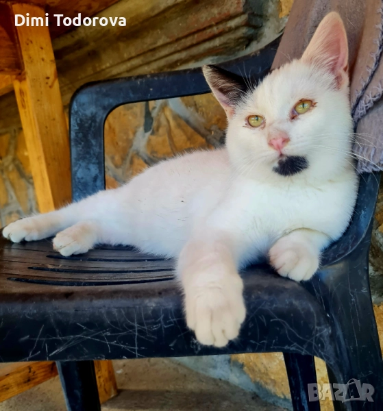 ✨ Сеньор и Тайгър търсят своя дом ✨, снимка 1