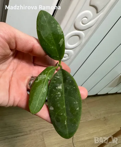 Hoya Rintzii Borneo , снимка 1