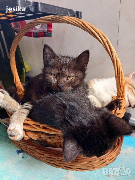 Подарявам малки котенца полуперсийчета с хигиенни навици., снимка 1