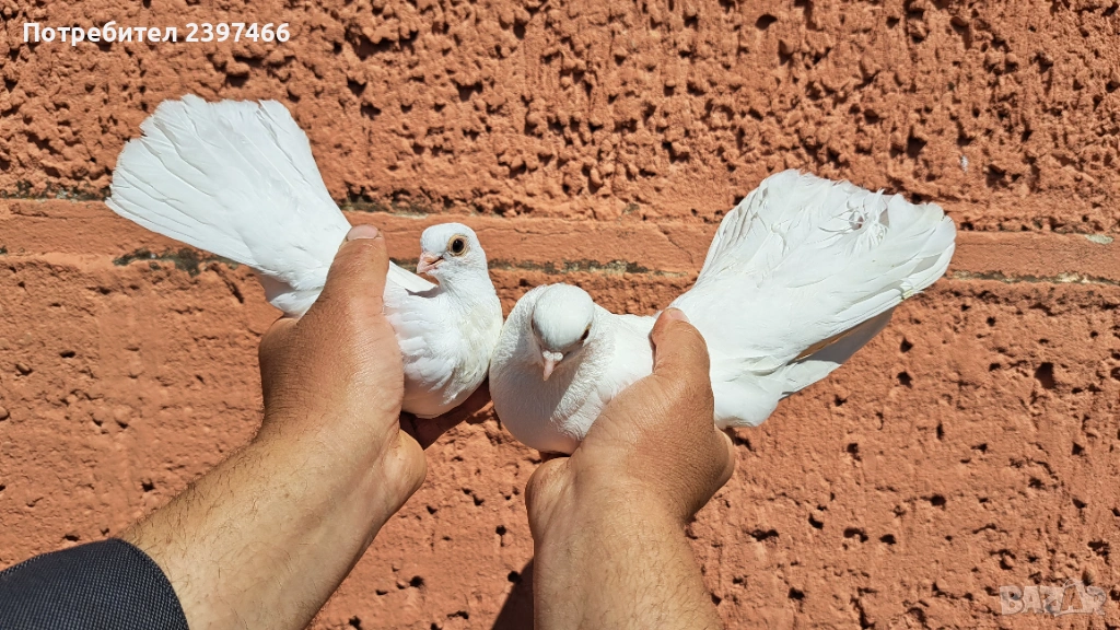 Бели преметачи, снимка 1