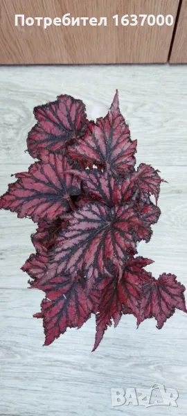 Бегония Red/black , снимка 1