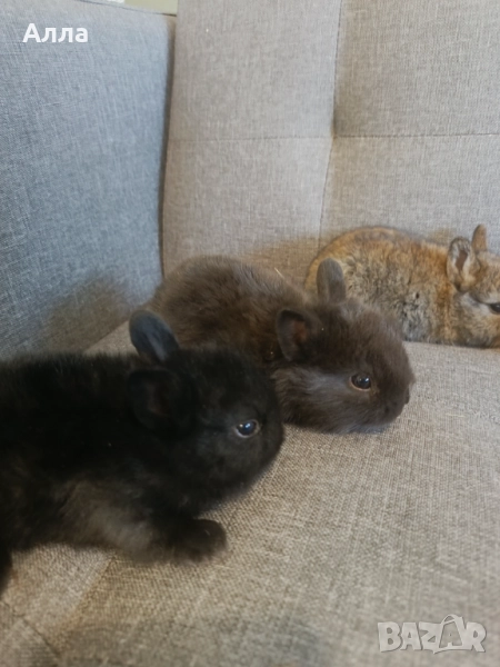 Малки зайчета възраст на 3 седмица, снимка 1