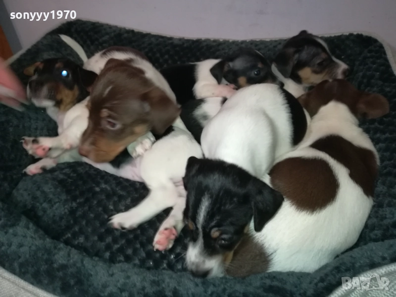 ДЖАК РЪСЕЛ 250ЛВ ЗА БРОЙ 2709251829, снимка 1