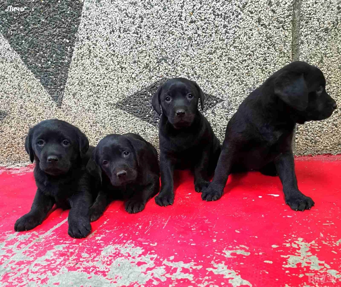 продавам лабрадори , снимка 1