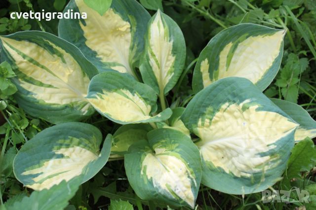 Hosta Popcorn (Хоста Пуканки), снимка 1 - Градински цветя и растения - 46343224