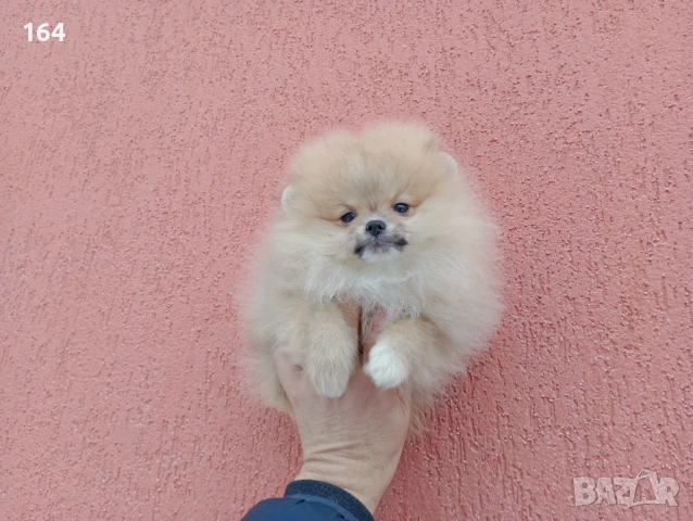 Мъжки Померан на 3 месеца. Реални снимки от 02.02.26 г., снимка 3 - Померан - 53324476
