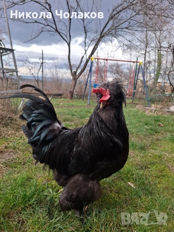 Струмски стандарт яйца 