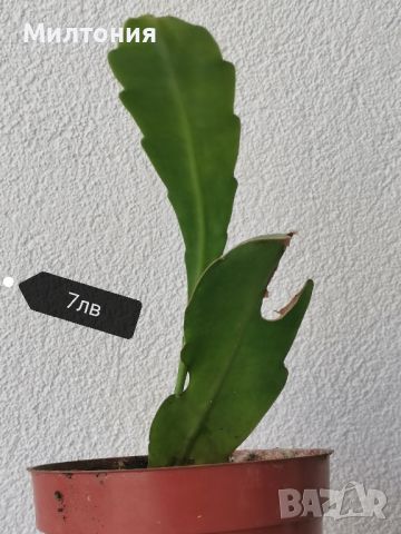 епифилум hookeri, снимка 4 - Стайни растения - 46432557