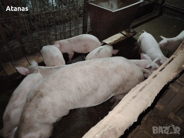 Продавам прасенца, снимка 2 - Прасета - 52672033