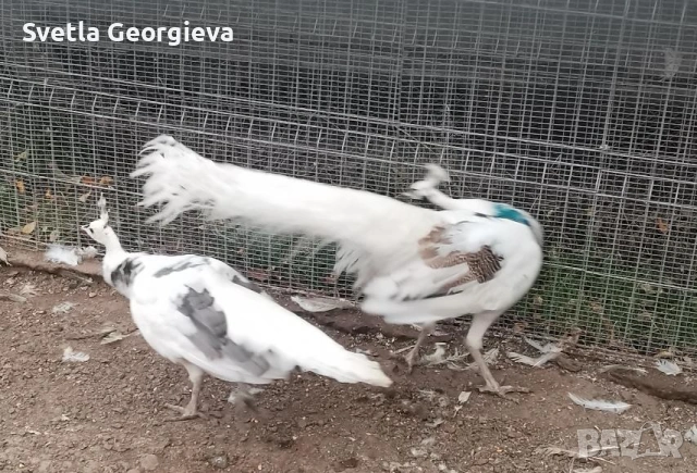 Едногодишни пауни, снимка 10 - други­ - 53754121