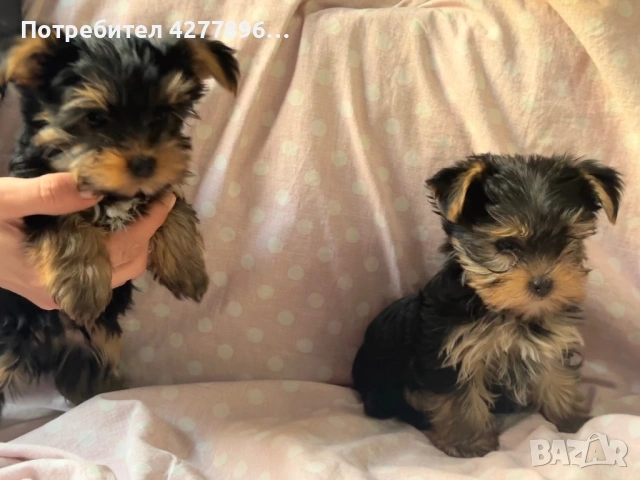 Йоркширски териерчета , снимка 5 - Йоркширски териер - 54238436