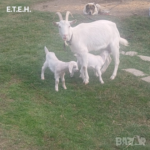 Малки ярета., снимка 4 - Кози - 53958645