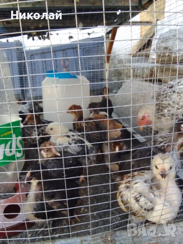 пилета и подрастващи , снимка 2 - други­ - 47081230