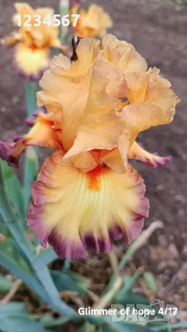 Сортови ириси високи брадати ириси Ризоми, снимка 4 - Градински цветя и растения - 50398180