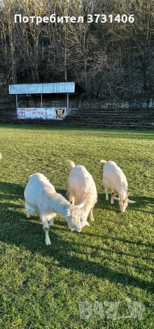 Продавам 4 броя заплодени кози , снимка 3 - Кози - 53841860