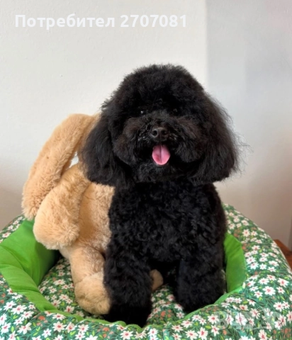 Черни мини пуделчета, снимка 9 - Пудели - 52653411