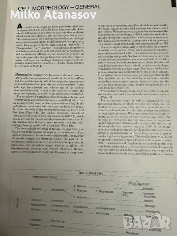Хематологичен Атлас-The Morphology of Human Blood Cells-Abbot laboratories,1985,p.92, снимка 4 - Специализирана литература - 45372137