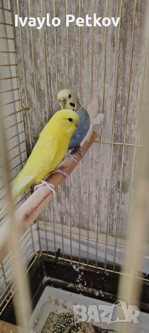 Вълнисти папагали, снимка 2 - Папагали - 53402488