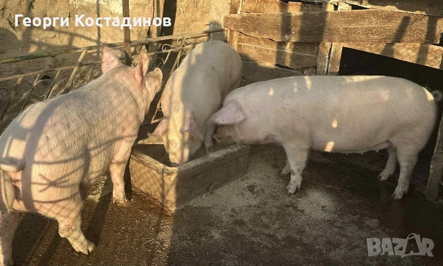 Продавам домашни прасета