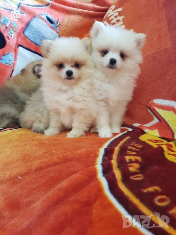 Померан померани померанчета Гр. София, снимка 2 - Померан - 53483732