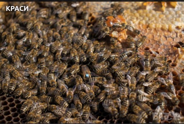 Продавам пчелни отводки, снимка 1 - За пчели - 45565605