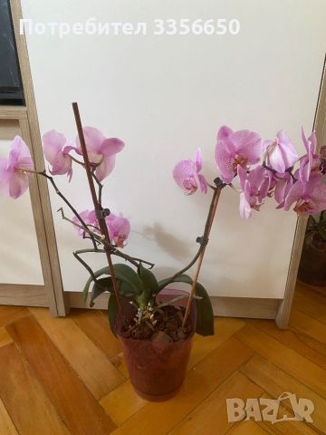 Орхидея Фаленопсис, снимка 2 - Стайни растения - 45283867
