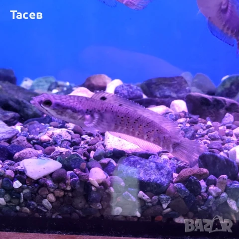 Channa pulchra 8см