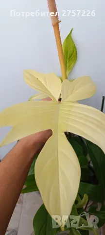 Philodendron Florida Ghost , снимка 1 - Стайни растения - 47726049