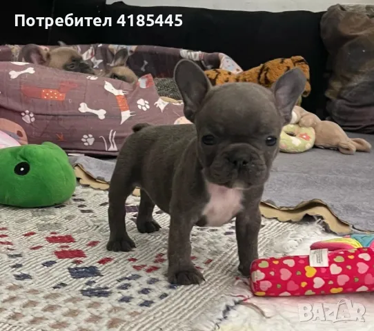 French bulldog / Френски булдог, снимка 2 - Френски булдог - 49214389