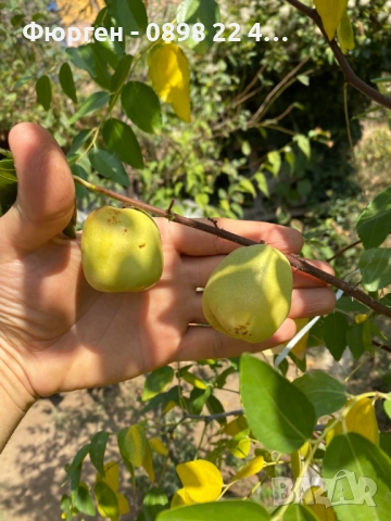 Хинап - Финап, снимка 10 - Разсади - 37713586