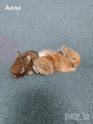 Декоративно зайчета, снимка 4 - Декоративни зайчета - 52968410