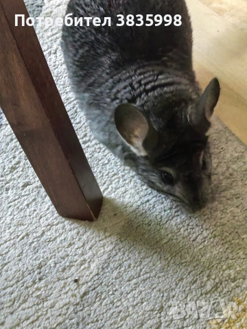 женска чинчилка