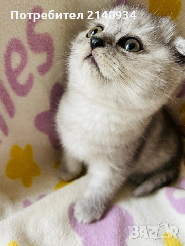 Шотландско клепоухо момиче. Сръбрена чинчила. Scottish fold, снимка 5 - Чинчили - 53159741