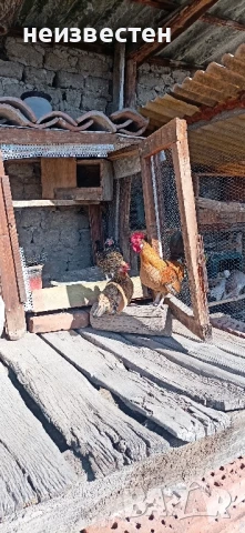 Продавам декоративни птици , снимка 10 - Гълъби - 50857848