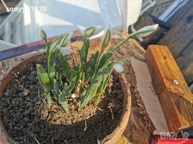 ЕКО КОКИЧЕ-ДОМАШНО 3001261607, снимка 17 - Градински цветя и растения - 53285139