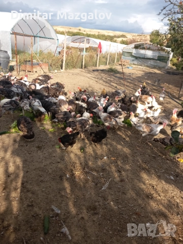 Пуйки 60 лв., снимка 3 - други­ - 52792933