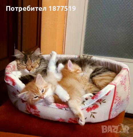 Сибирска котка , снимка 9 - Сибирски - 45685880