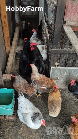 разплодни яйца от Австралорп и Кръстоски, снимка 6 - други­ - 54248171