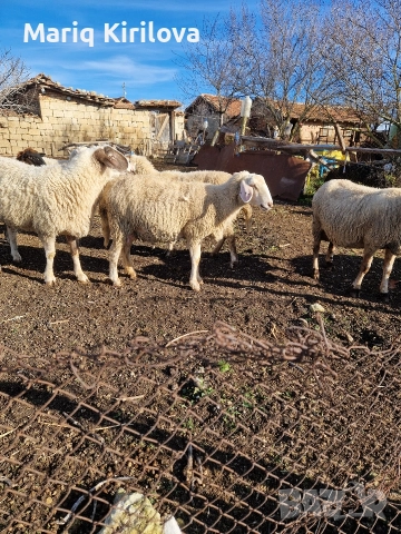 Продавам бременни овце , снимка 2 - Овце - 52953346