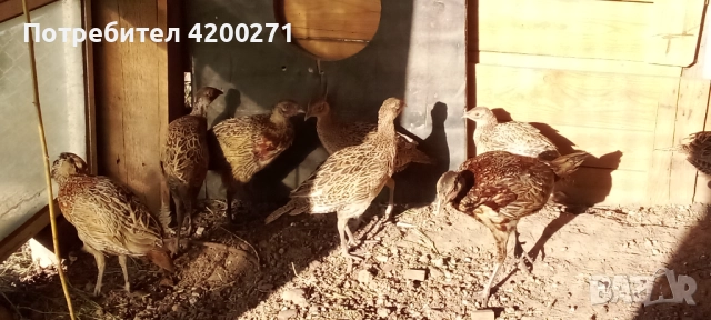  Фазани , снимка 9 - други­ - 49542295