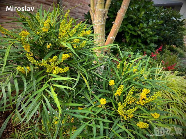 Махония (Mahonia soft caress), снимка 6 - Градински цветя и растения - 45210311