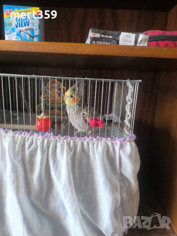 6 месеца корелла 