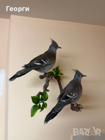 Препарирани птици, снимка 2 - Оборудване и аксесоари за оръжия - 52893190