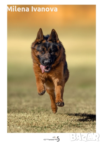 Отлично мъжко куче за разплод , снимка 2 - Немска овчарка - 51534737