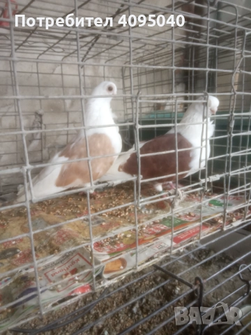 Продавам гълъби, снимка 2 - Гълъби - 51379486